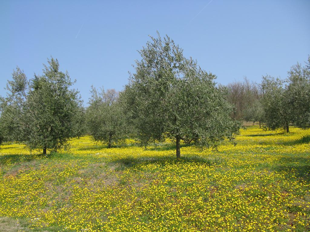 לינה וארוחת בוקר Villaga Paglia E Fieno מראה חיצוני תמונה